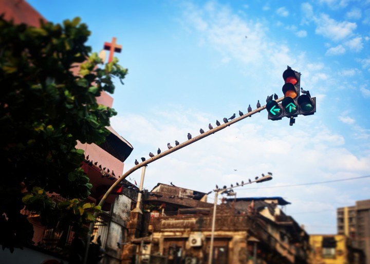 Birds stop at Signal