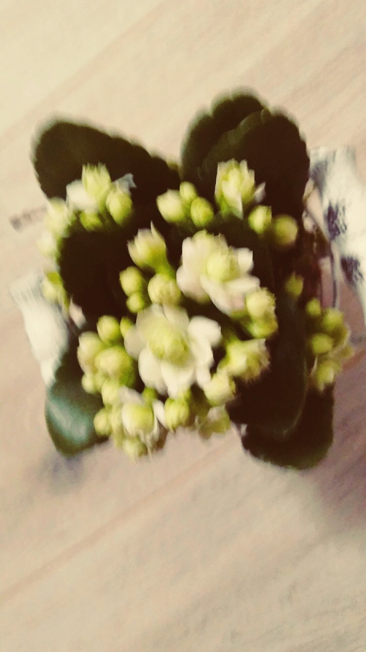blume