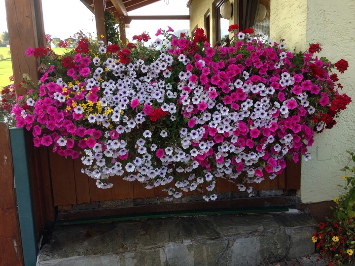 flowers