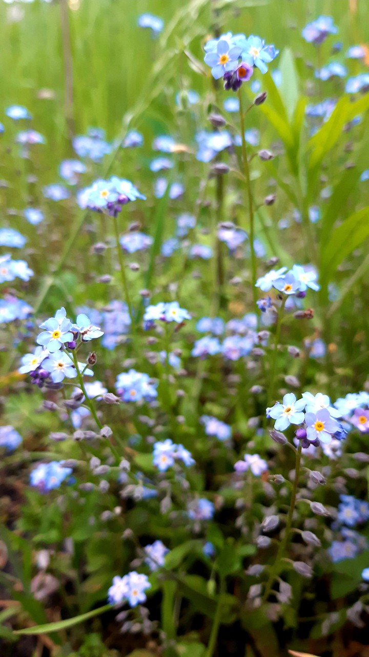 flowers