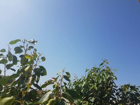 tree and sky