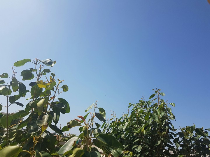 tree and sky