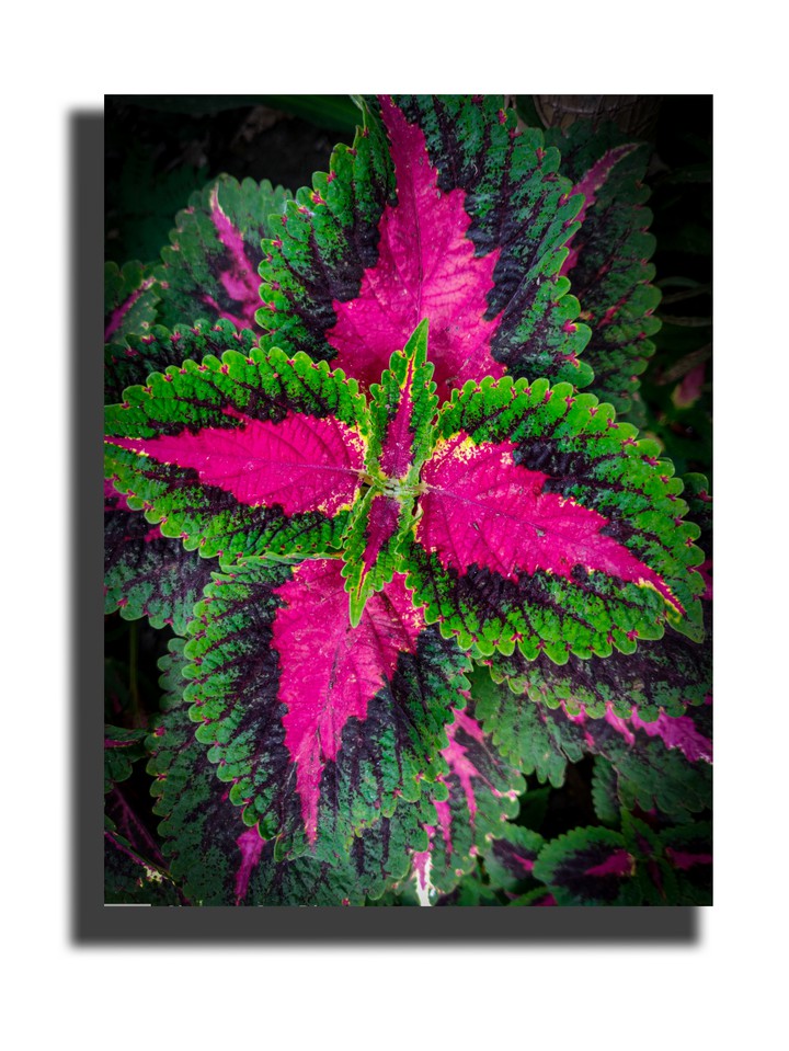 Beautiful Leaf
