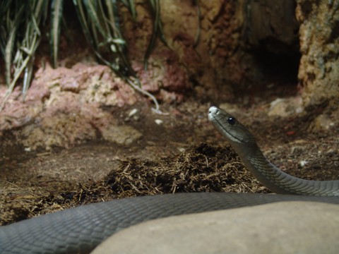 шпалери reptile, snake