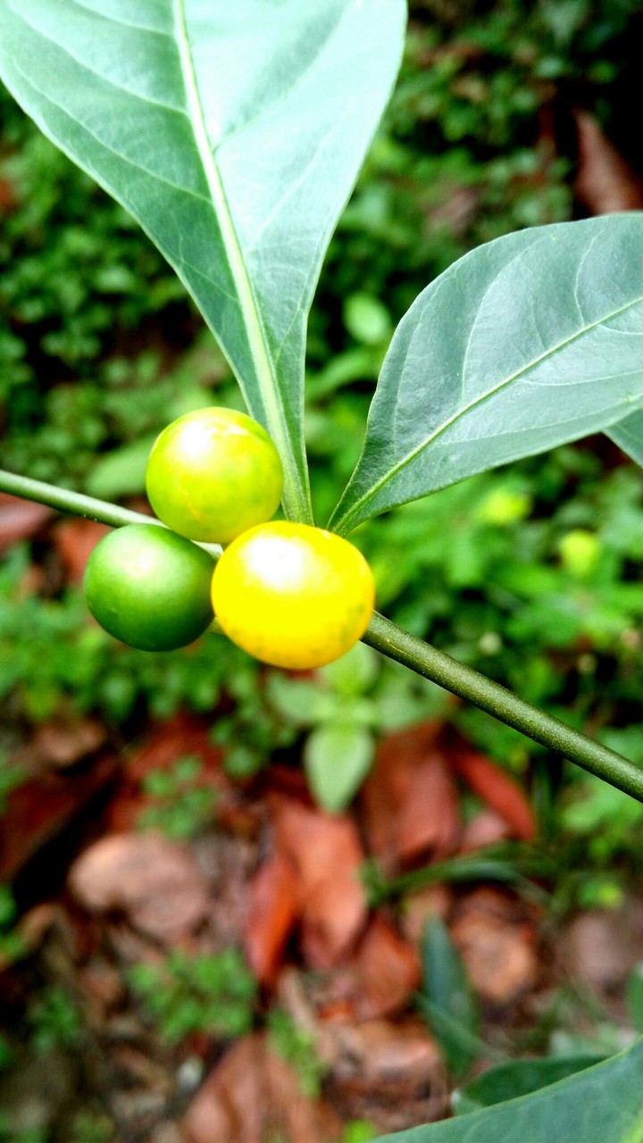 fruit