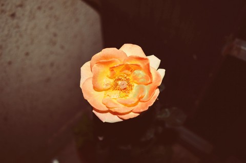 yellow Rose
