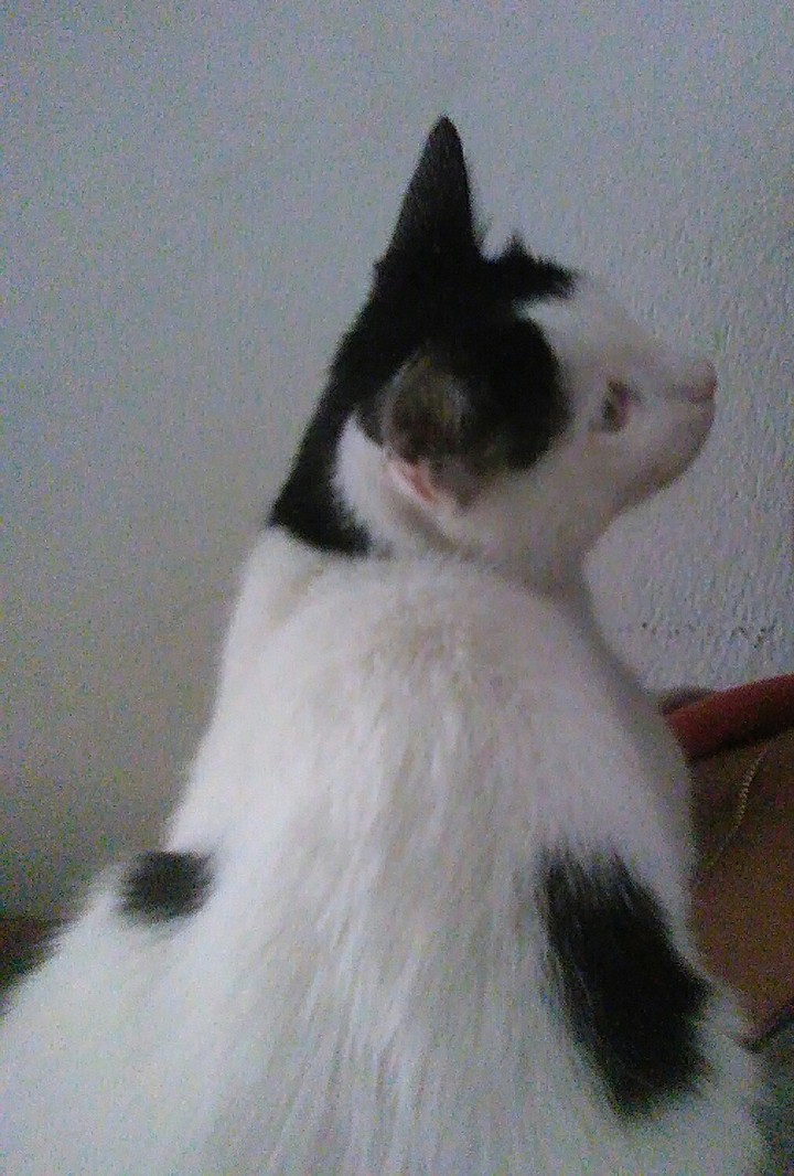 micho