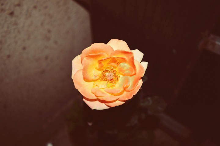 yellow Rose