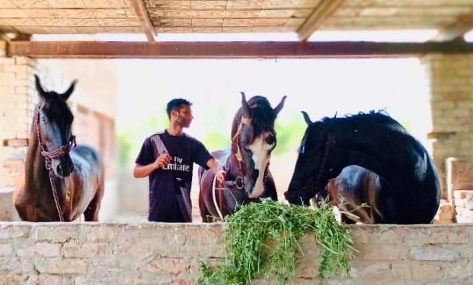 horse