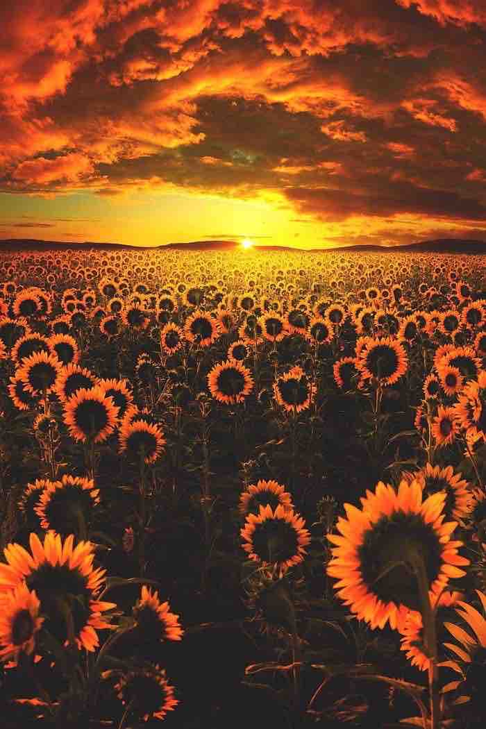 sun flowers