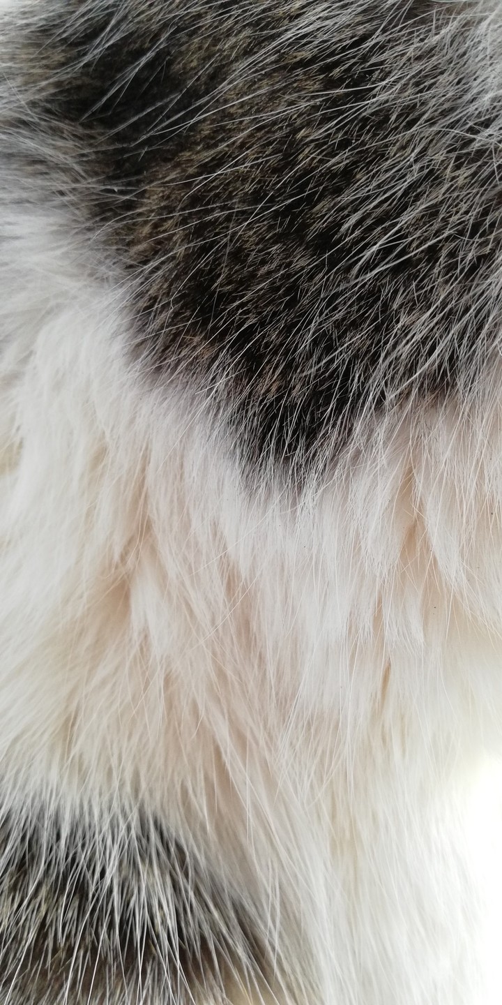 Cat fur