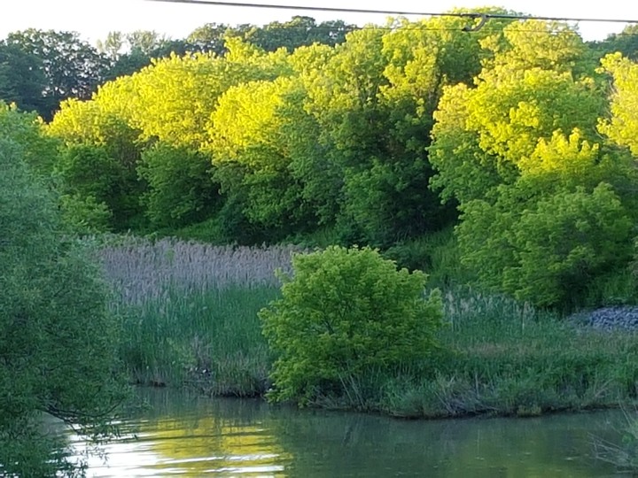 Sunset Chartreuse