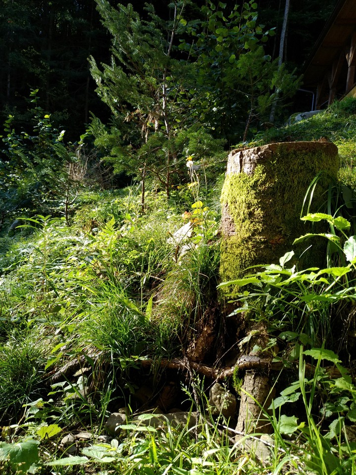 Tree stump in the carpathian forests