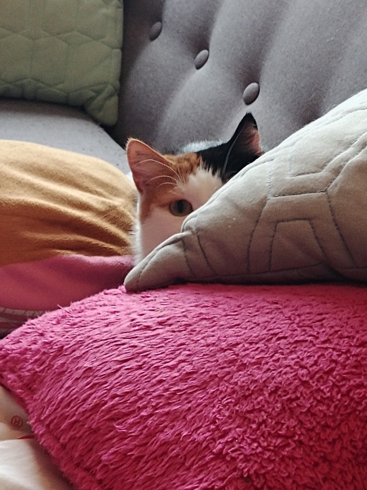 Cachée