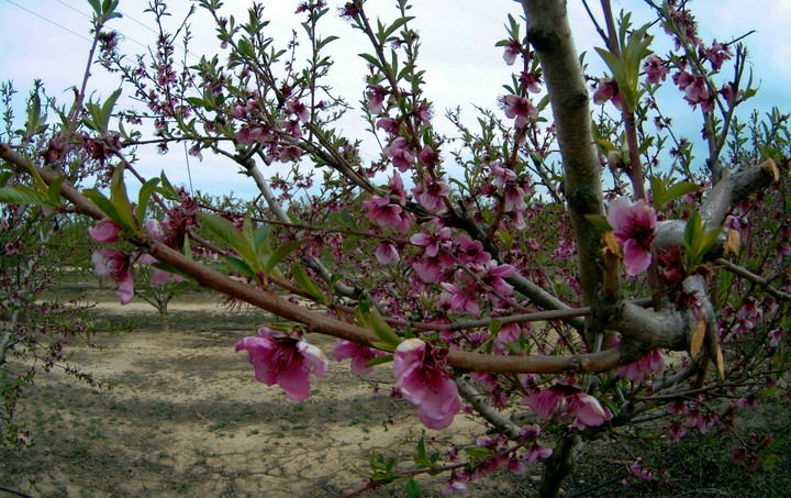 Primavera