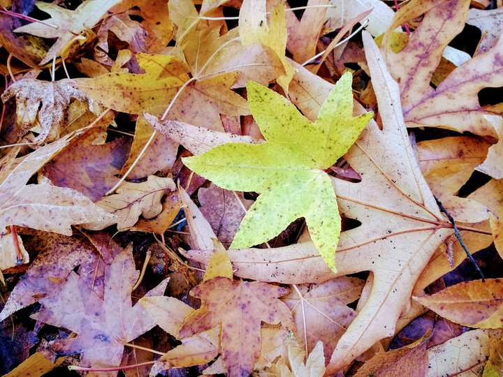 Colorful Leaves
