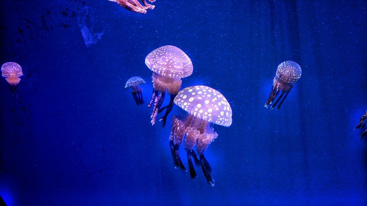 Jelly fish