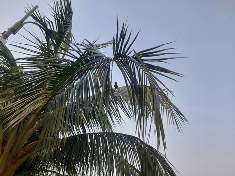 trunk, tropics Hintergrundbilder