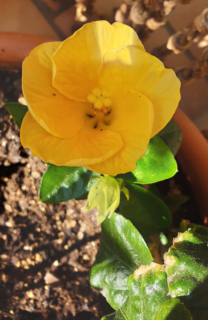 Yellow ibiscus