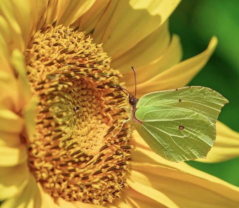 fonds d'écran insect, petal