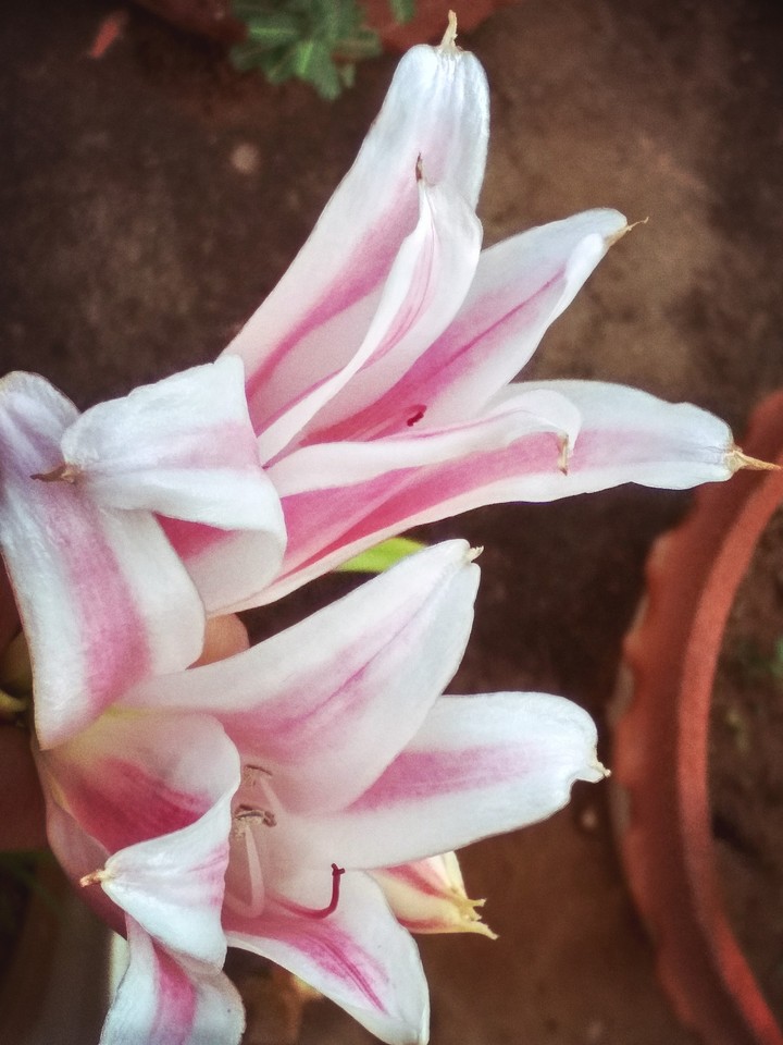 flower
