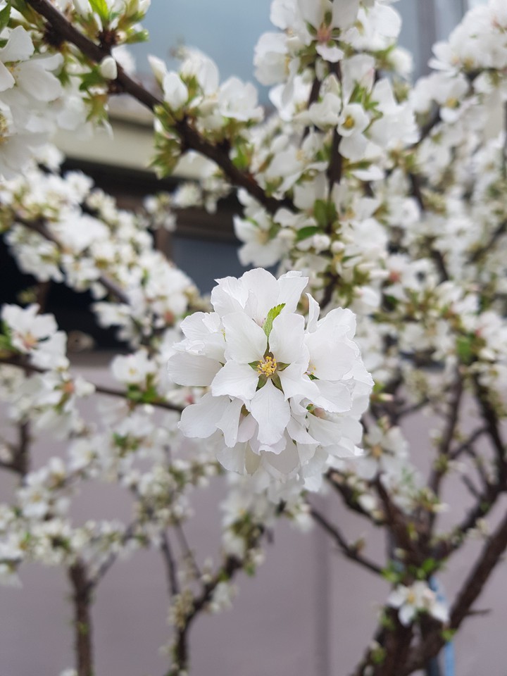 앵두꽃이 피었습니다