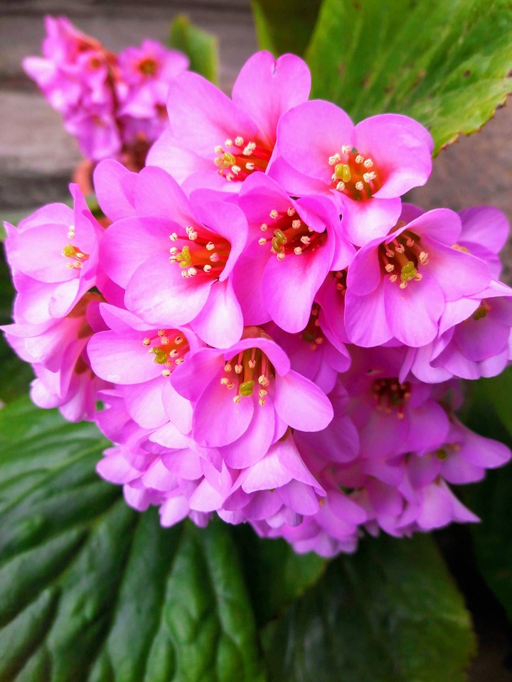 primavera