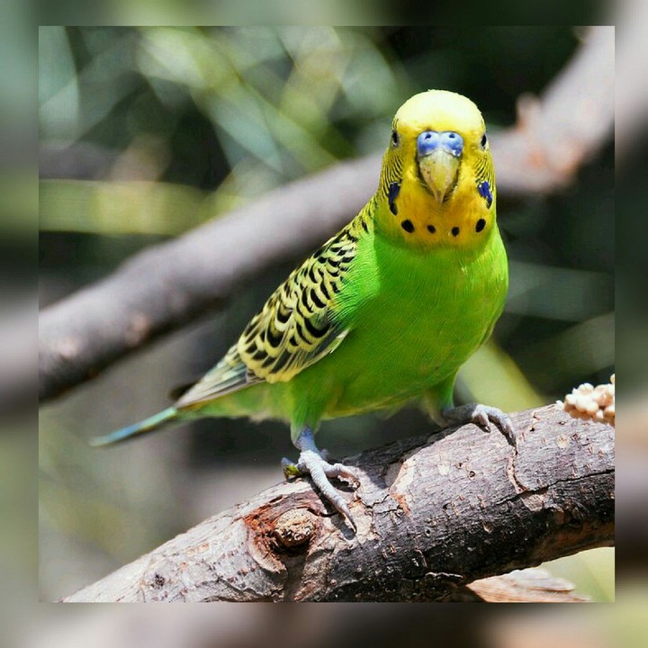 Colorful and beautiful bird