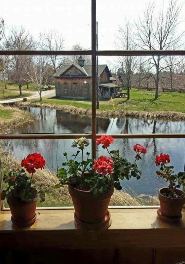 Flowers in the window