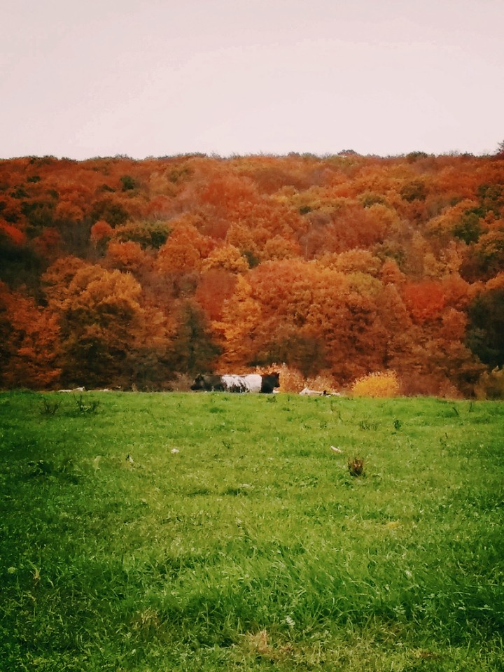 automne