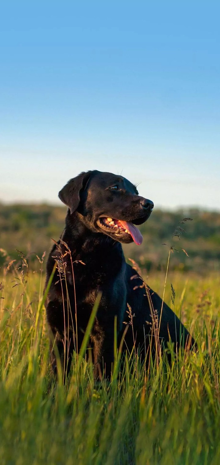 Black Dog