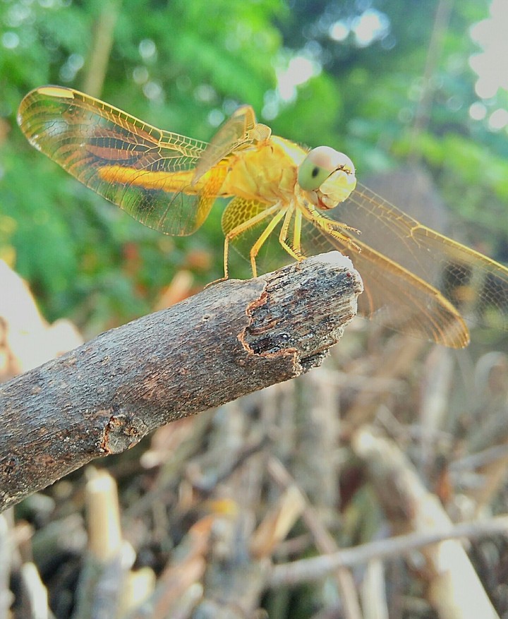 dragonfly......