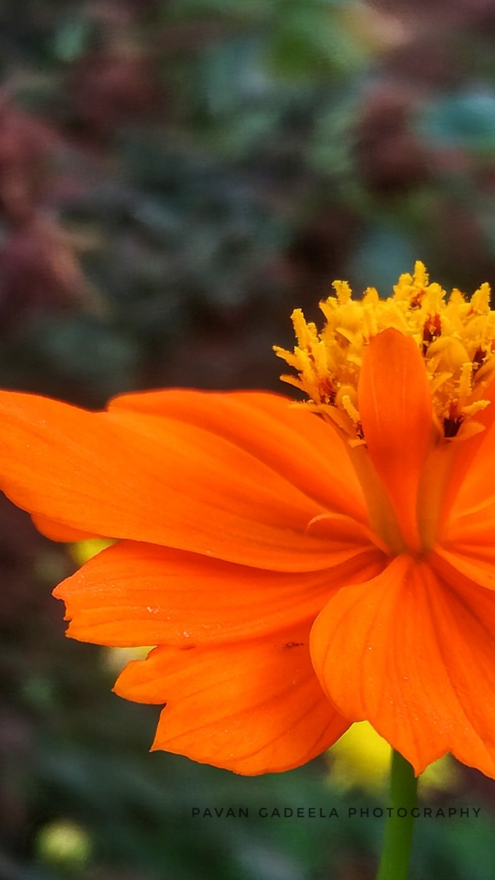 red flower