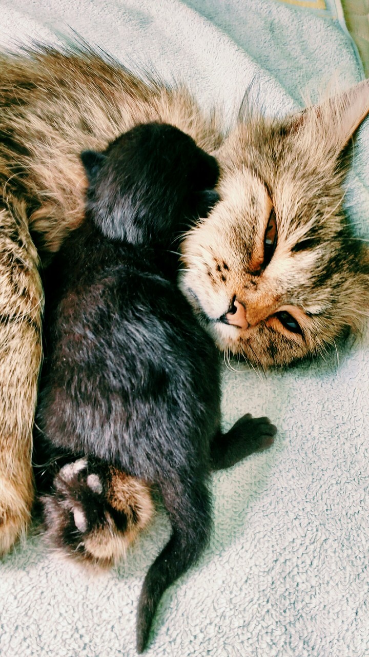 котейки