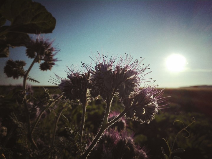 lilane blume