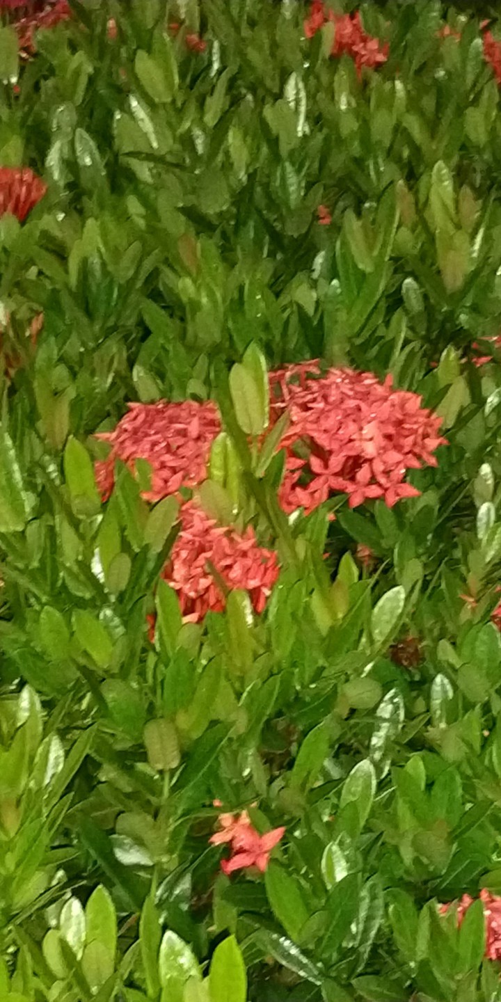 Ixoria