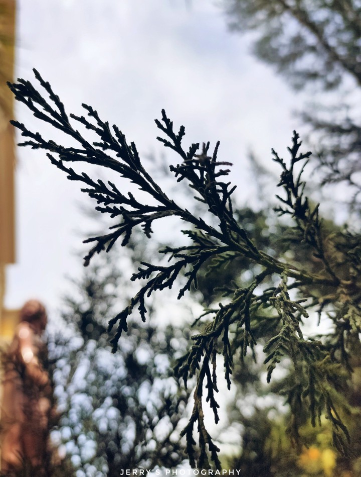 Larch