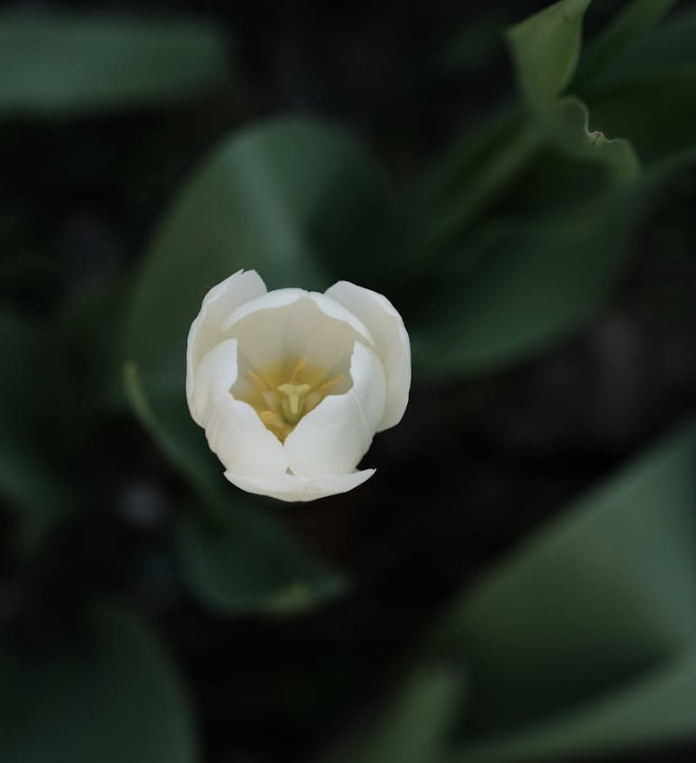 papéis de parede pedicel, wildflower