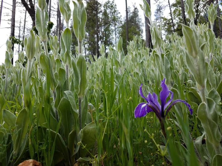 In the forest