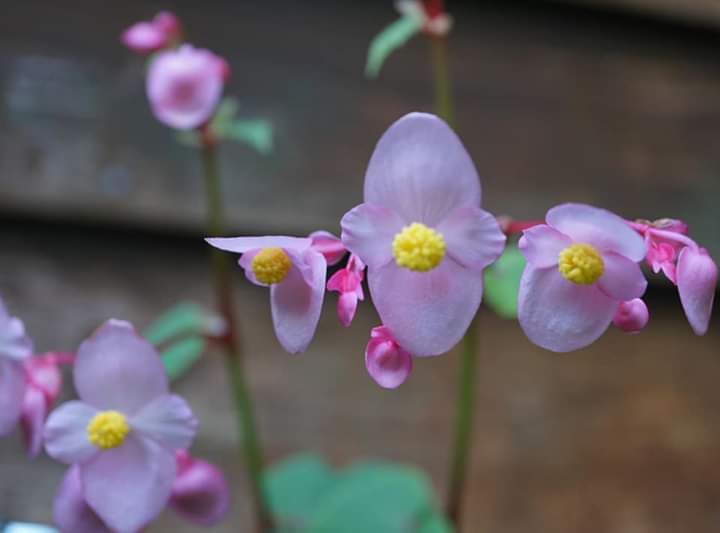 " Begonia grandis"