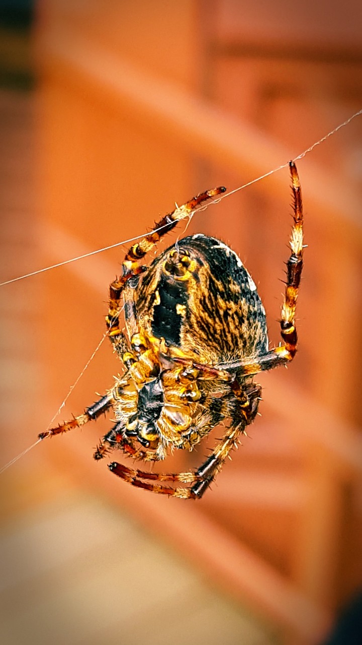 Spider