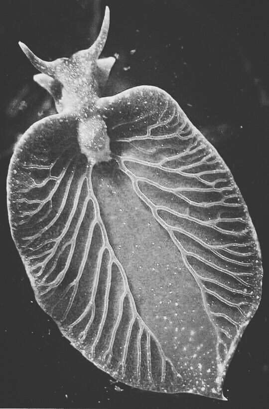 photosynthesis animal