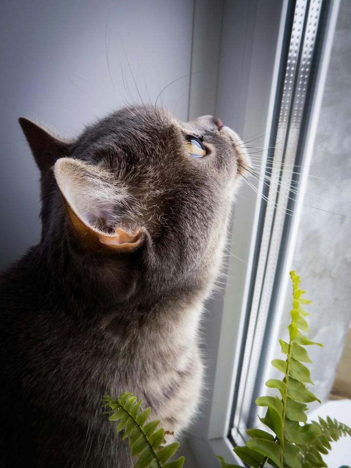 My cat