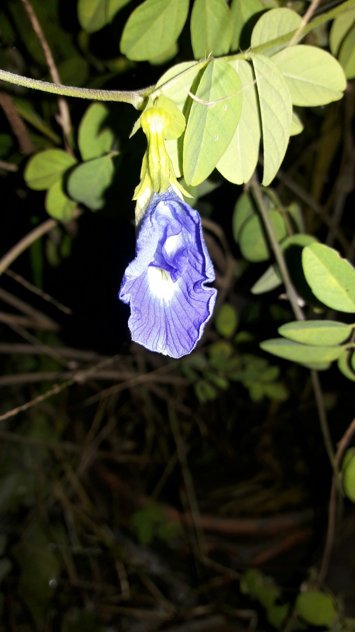 Evening cap