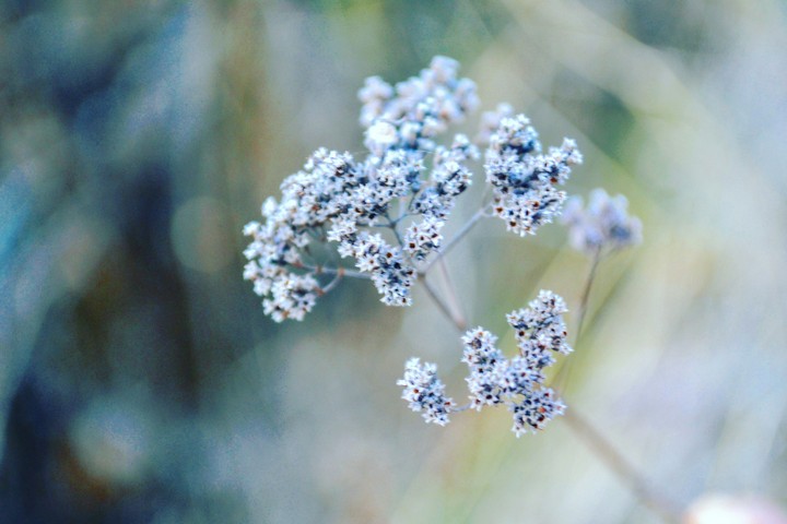 Mountain plant
