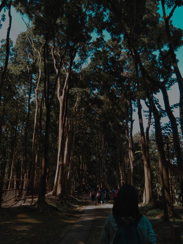 trees