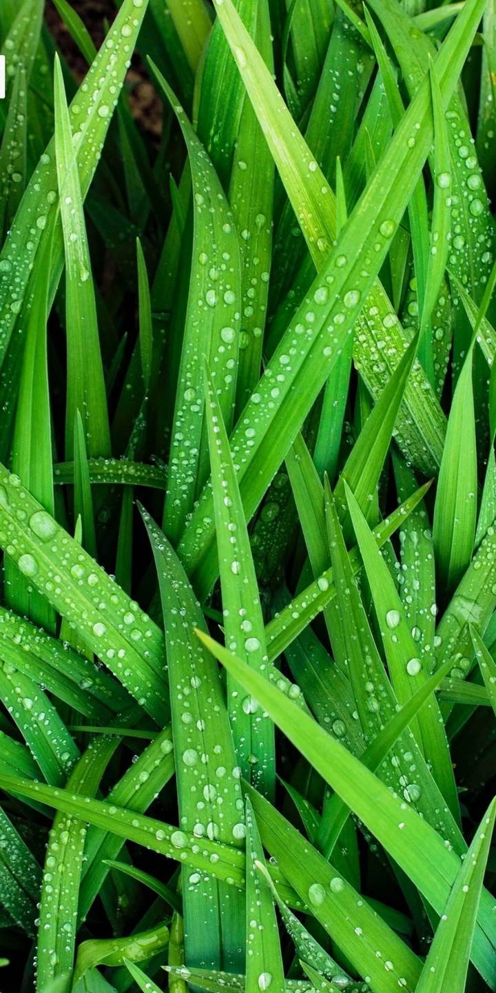 morning water drops on grass