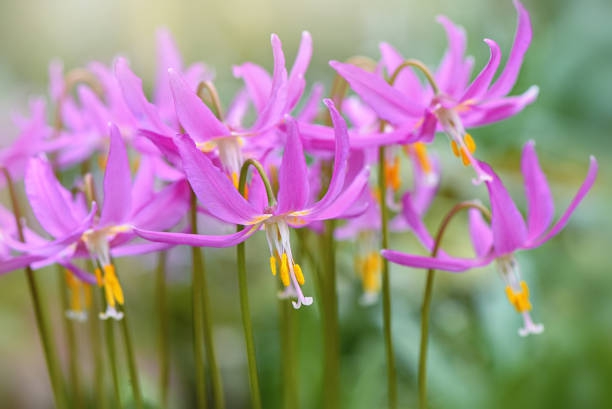 Close-up image of the spring flowering -