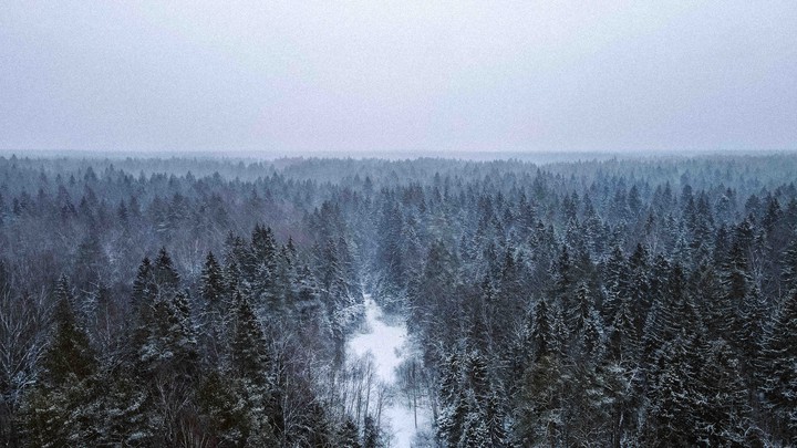 Winter forest