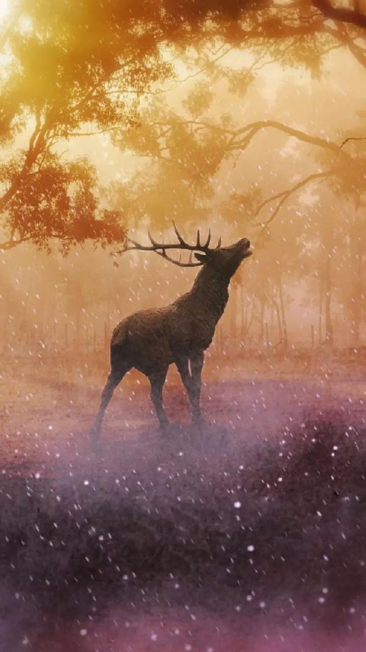mist